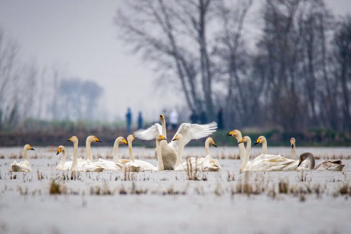یک ایرانی برنده جایزه «قهرمان جوان تالابهای جهان» شد
