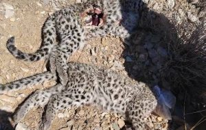 لاشه ۲ توله پلنگ ایرانی در پارک ملی خبر کرمان مشاهده شد