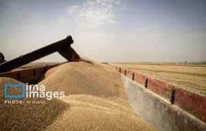 بیش از هفت همت از مطالبات گندم‌کاران خوزستانی تاکنون پرداخت شده است