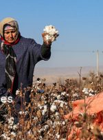 رئیس کمیسیون کشاورزی: احیای پنبه و زراعت چوب کلید توسعه گلستان است رئیس کمیسیون کشاورزی: احیای پنبه و زراعت چوب کلید توسعه گلستان است