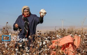 رئیس کمیسیون کشاورزی: احیای پنبه و زراعت چوب کلید توسعه گلستان است