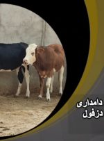 فیلم| طرح رها شده مجتمع دامداری عمار یاسر دزفول