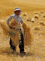 پرداخت پنج همت از مطالبات گندم‌کاران خوزستانی آغاز شد