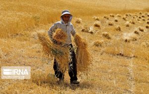 پرداخت پنج همت از مطالبات گندم‌کاران خوزستانی آغاز شد